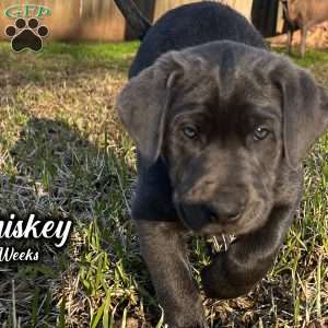 Whiskey, Charcoal Labrador Retriever Puppy